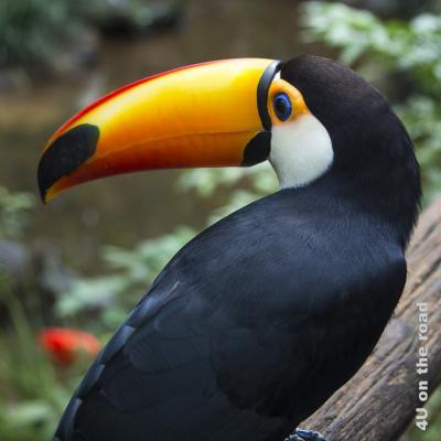 Bild Iguazu, Brasilianische Seite, Parque des Aves - Tukan d; orangefarbener Schnabel blauer Augapfel, orangefarbener Ringum das Auge, weisses Halsgefieder, Rücken schwarz