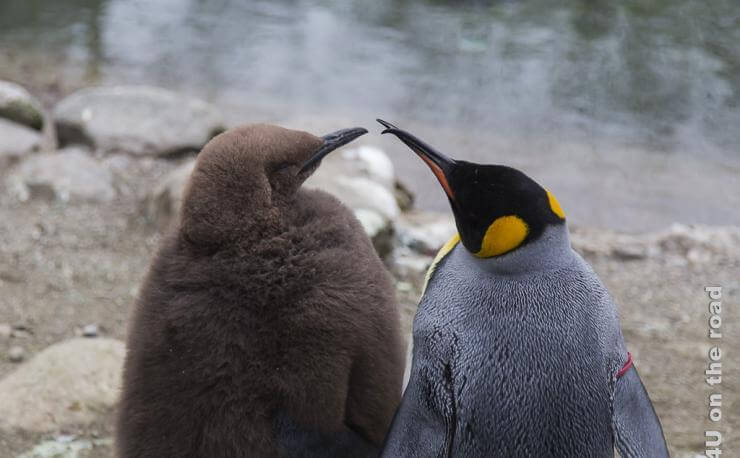 Planung einer Reiseroute, zeigt zwei sich scheinbar unterhaltende Pinguine mit Blick aufs Wasser