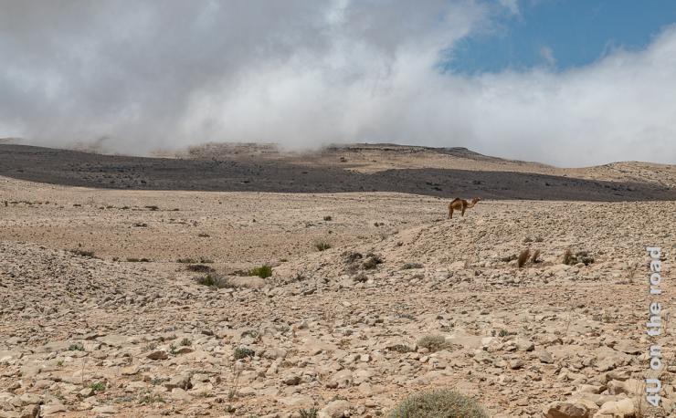 Das Bild zeigt die felsige, karge Landschaft auf dem Weg zum Jebel Samhan. Wolken ziehen durch und ein einsames Kamel steht in der Landschaft.