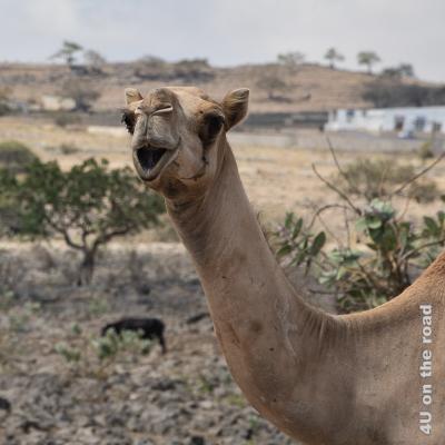 Kamel Portrait - erstaunter Gesichtsausdruck