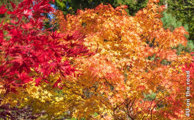 Feature Ideen für die Herbstfotografie
