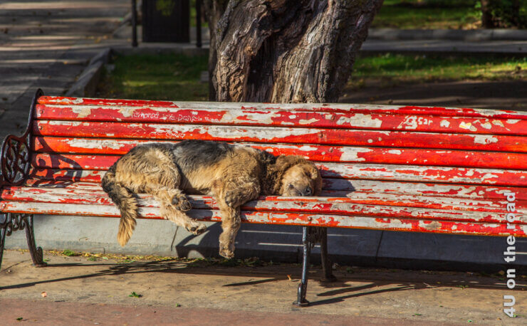 Ein Hund liegt auf einer Parkbank mit abblätternder Farbe auf der Seite, alle vier Pfoten von sich gestreckt und schläft tief und fest. Featurebild für Reisetipps von A bis Z