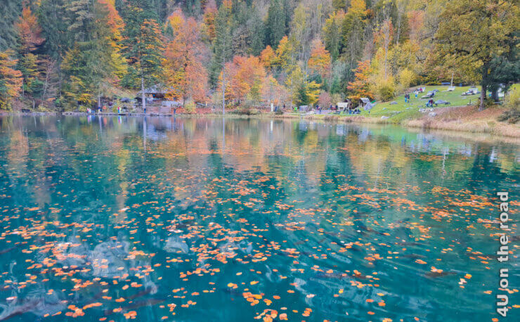 Herbsteskapade in Kandersteg zeigt als Feature Bild den Blausee, in dem sich die Bäume in ihrem Herbstkleid zeigen.